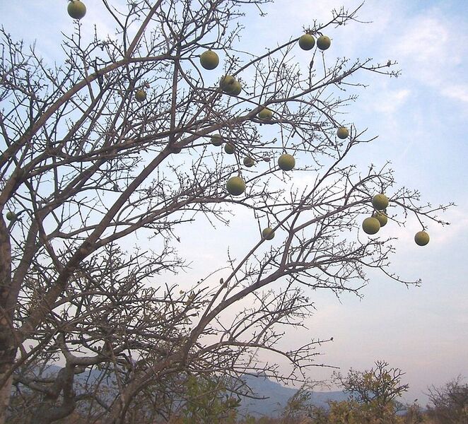 File:848px-Strychnos spinosa tree.jpg