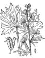 Northern Blue Monkshood (Aconitum noveboracense)