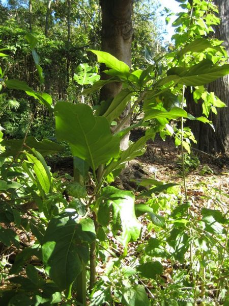File:Coccoloba hondurensis-IMG 7818 sfbg0308.jpg