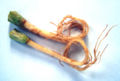 Thumbnail for version as of 04:09, 13 September 2007