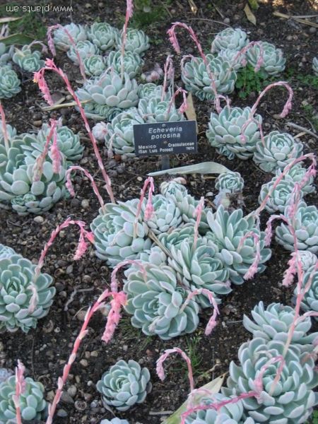 File:Echeveria potosina-IMG 0500 hunt07.jpg