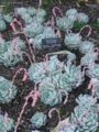 Echeveria potosina