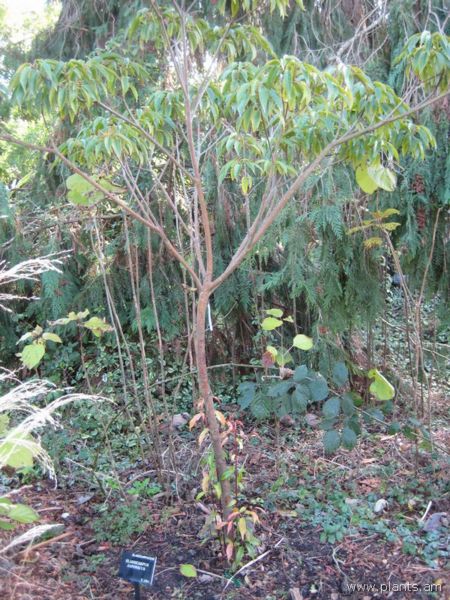 File:Elaeocarpus japonicus-IMG 7666 sfbg0308.jpg