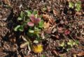 Fragaria virginiana