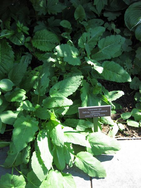 File:IMG 0168 nybg09.jpg