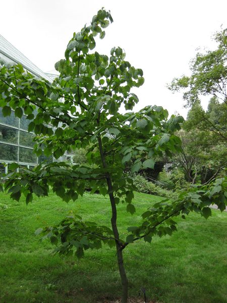 File:IMG 1326 bbg09.jpg