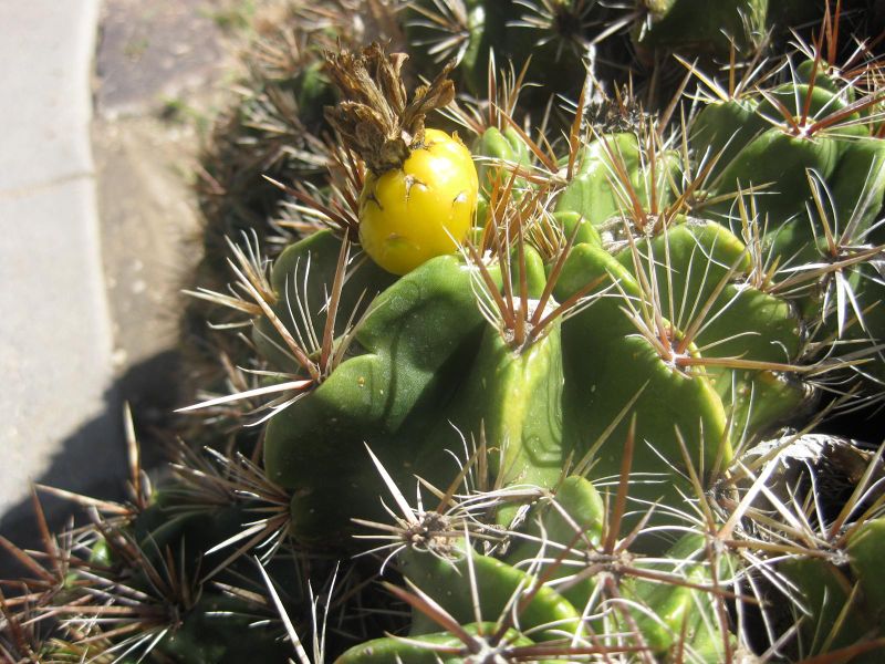 File:IMG 2200 hunt0903.jpg