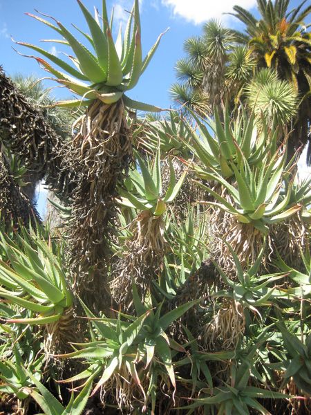 File:IMG 2309 hunt0903.jpg