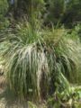 noline longifolia