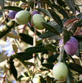 Thumbnail for version as of 17:23, 6 November 2007