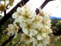 Cluster Several stalked flowers come from one point on the stem.