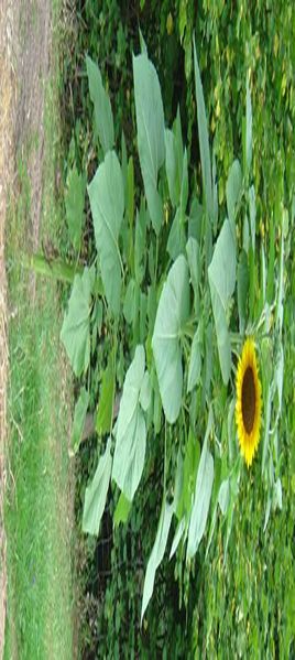 File:Sunflower DSC01056.jpg