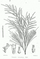 Tamarix articulata
