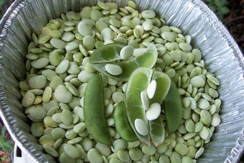 File:1024px-Cangreen.jpg