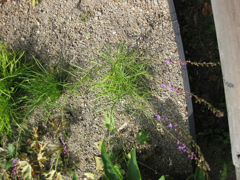 File:1024px-IMG 0581 bbg09.jpg