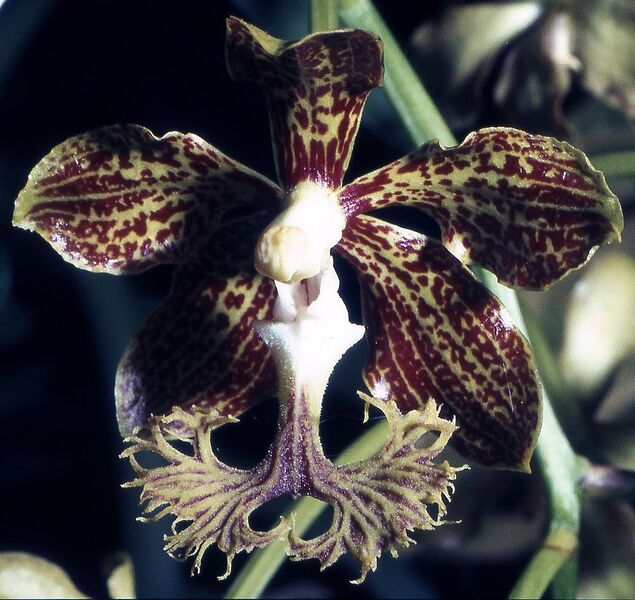 File:1084px-Vanda roeblingiana Orchi 002.jpg