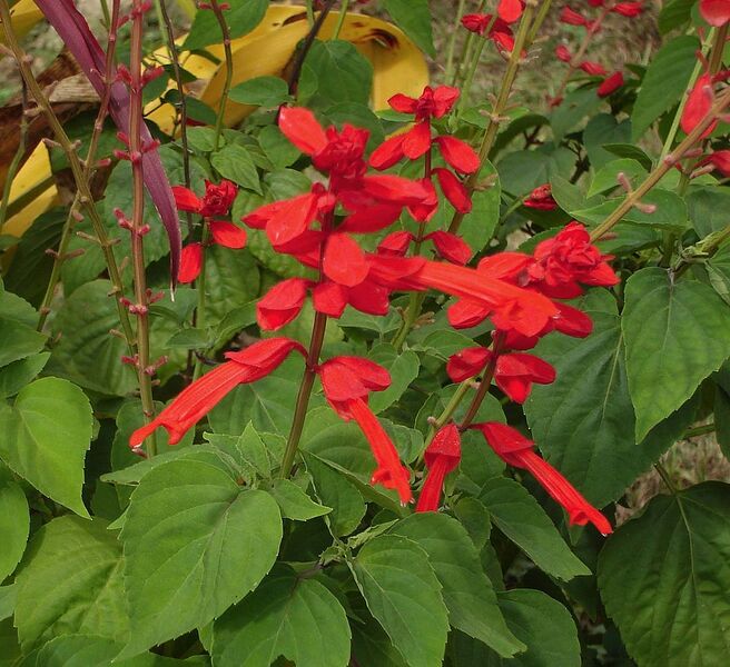 File:1120px-Salvia splendens0.jpg