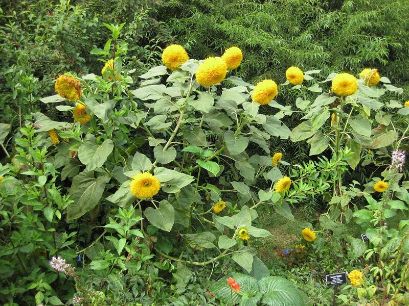 File:1280px-IMG 0779 bbg09.jpg