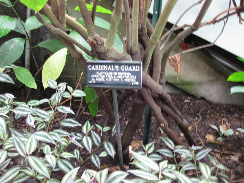 File:1280px-IMG 1188 bbg09.jpg