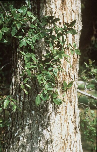 File:489px-Ulmus crassifolia (USDA).jpg
