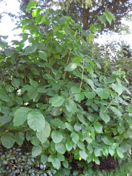 File:576px-IMG 0302 nybg09.jpg