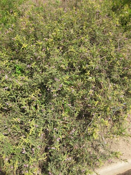 File:576px-IMG 4580 hunt0904.jpg