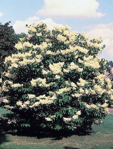 File:582px-Syringa reticulata USDA.jpg