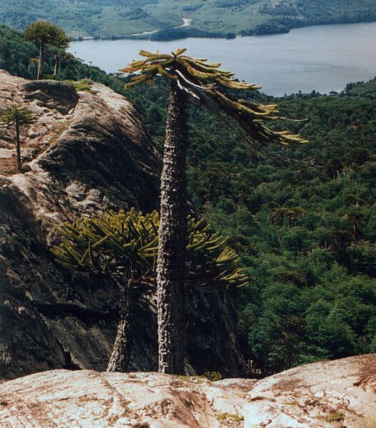 File:675px-Araucaria araucana vieja.jpg