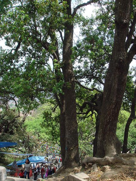 File:768px-Chialune trees in Kathmandu.JPG