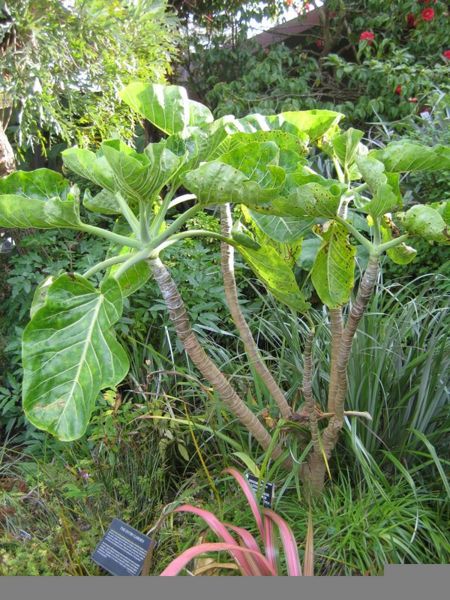 File:Dendroseris litoralis-robinson crusoe cabbage tree-IMG 7585 sfbg0308.jpg