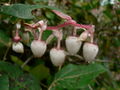 Thumbnail for version as of 16:16, 26 October 2007