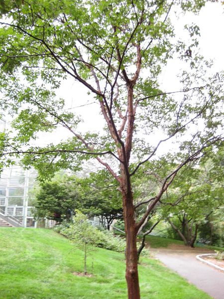 File:IMG 1329 bbg09.jpg