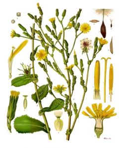 Wild lettuce (Lactuca virosa)