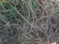 Rhizomes