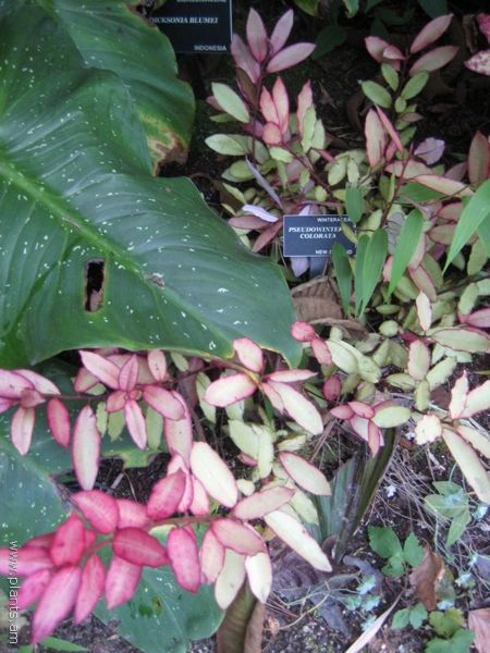 File:Pseudowintera colorata-red leopard-IMG 7598 sfbg0308.jpg