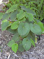 Thumbnail for version as of 03:46, 14 June 2007