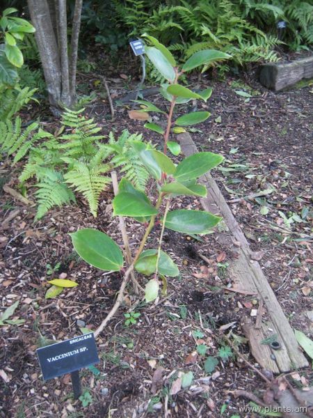 File:Vaccinium sp.-IMG 7241 sfbg0308.jpg