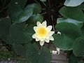 Nypmhaea alba