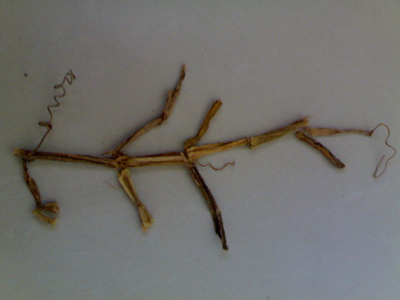File:04022010447.jpg