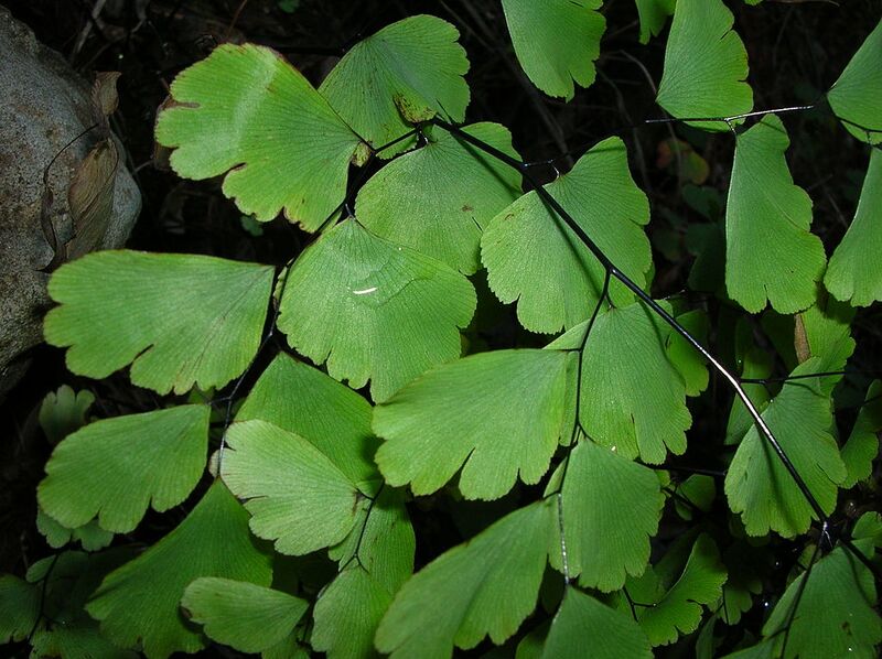File:1024px-Starr 041229-2723 Adiantum raddianum.jpg