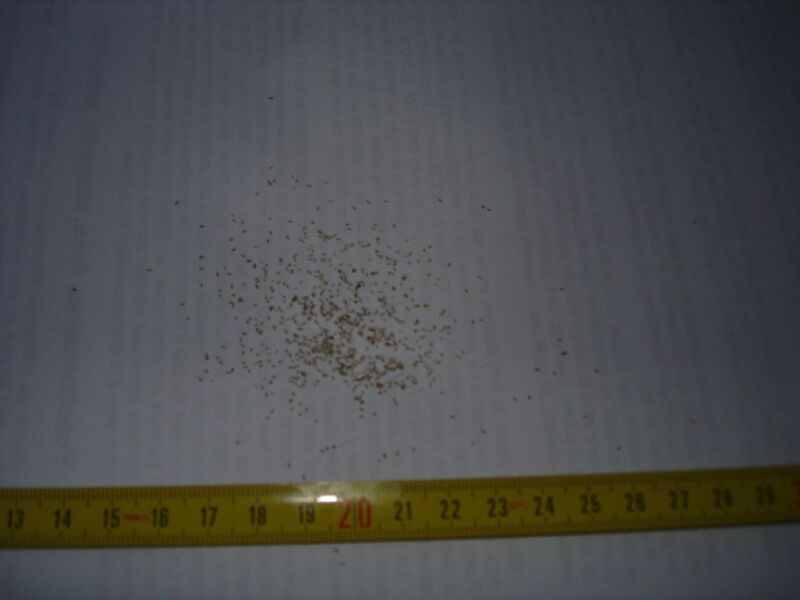 File:1280px-Chamaemelum nobile seeds.jpg