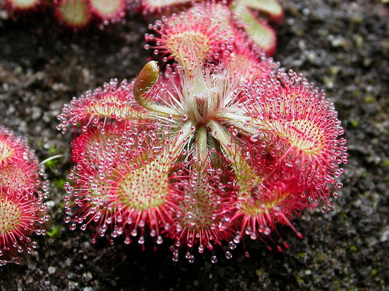 File:1280px-Drosera spatulata KansaiHabit.jpg