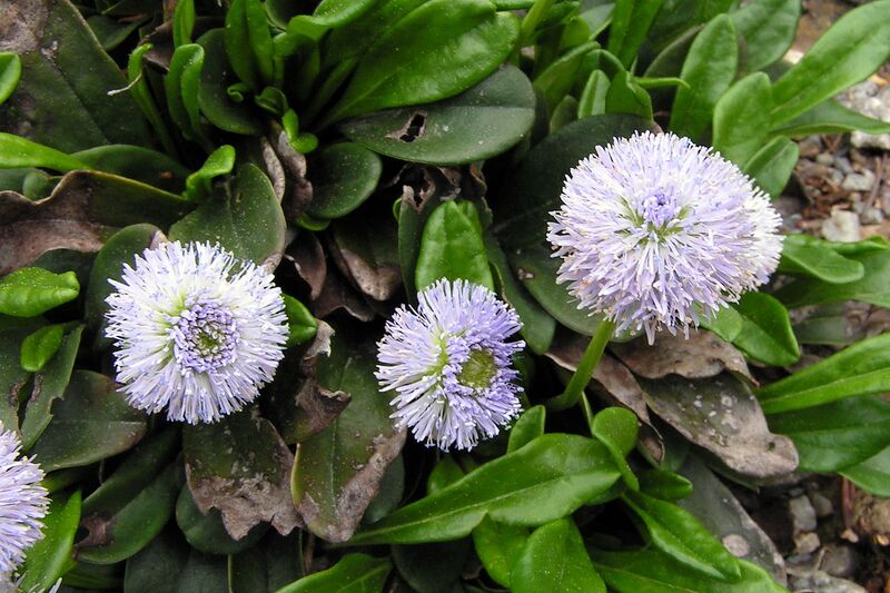 File:1280px-Globularia nudicaulis2.jpg
