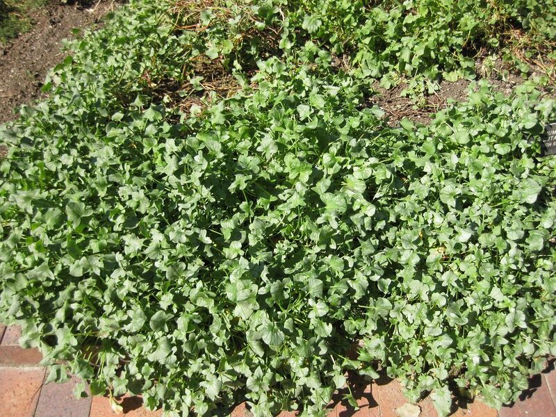 File:1280px-IMG 1870 hunt09oct.jpg