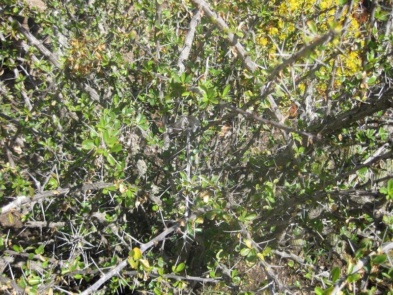 File:1280px-IMG 2234 hunt0903.jpg