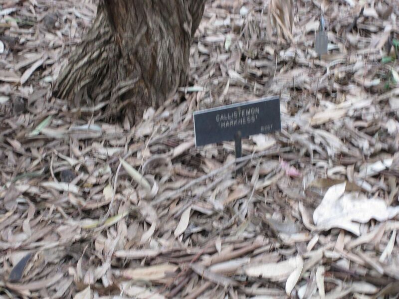 File:1280px-IMG 4863 hunt0904.jpg