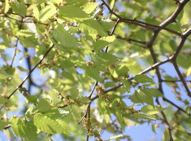 File:1280px-Zelkova serrata5.jpg