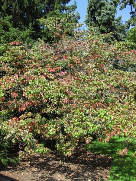 File:576px-IMG 0364 nybg09.jpg