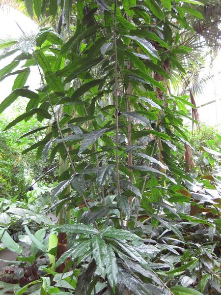 File:576px-IMG 1077 bbg09.jpg