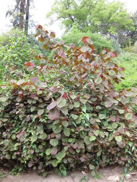 File:576px-IMG 4909 hunt0904.jpg